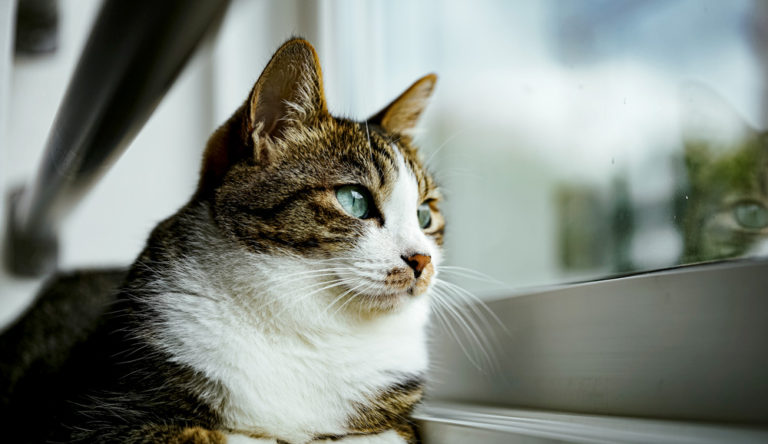 猫と一緒に暮らしたい