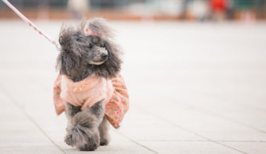 小型犬の区別って？