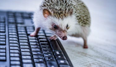 犬猫以外のペットって飼っていいの？