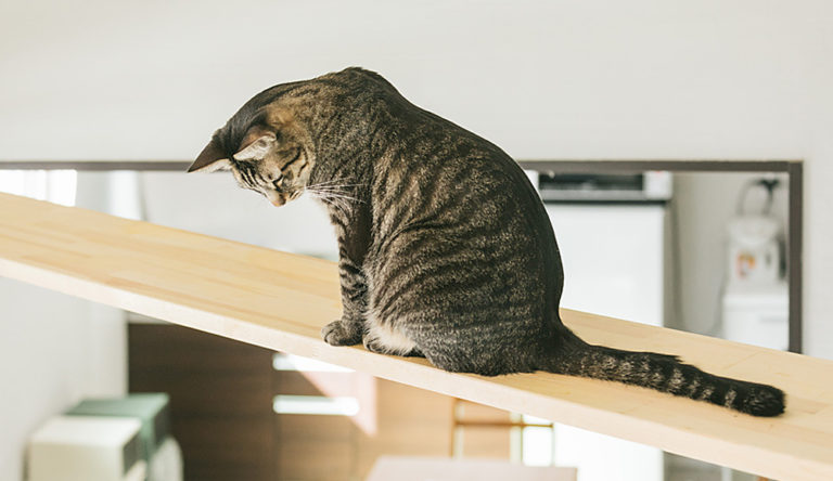 おすすめのペット専用設備って？