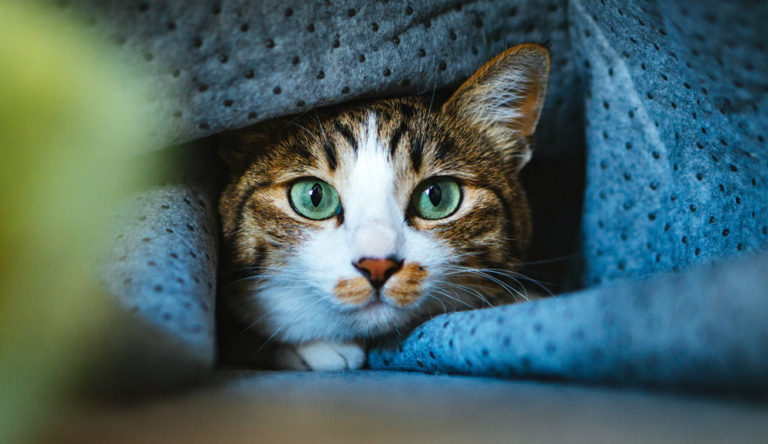 賃貸で猫と暮らす