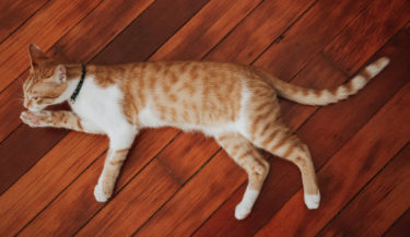 床材、こだわってる？